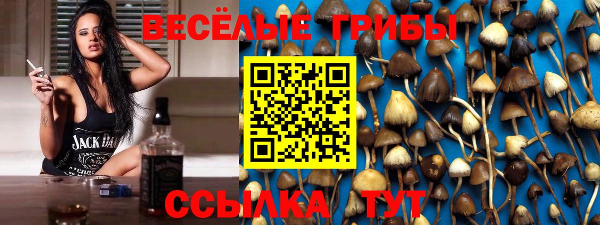 Псилоцибиновые грибы мицелий  Псилоцибиновые грибы Cubensis  Абакан  Вход с VPN 